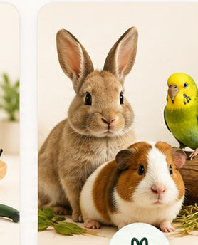 Piccoli animali
