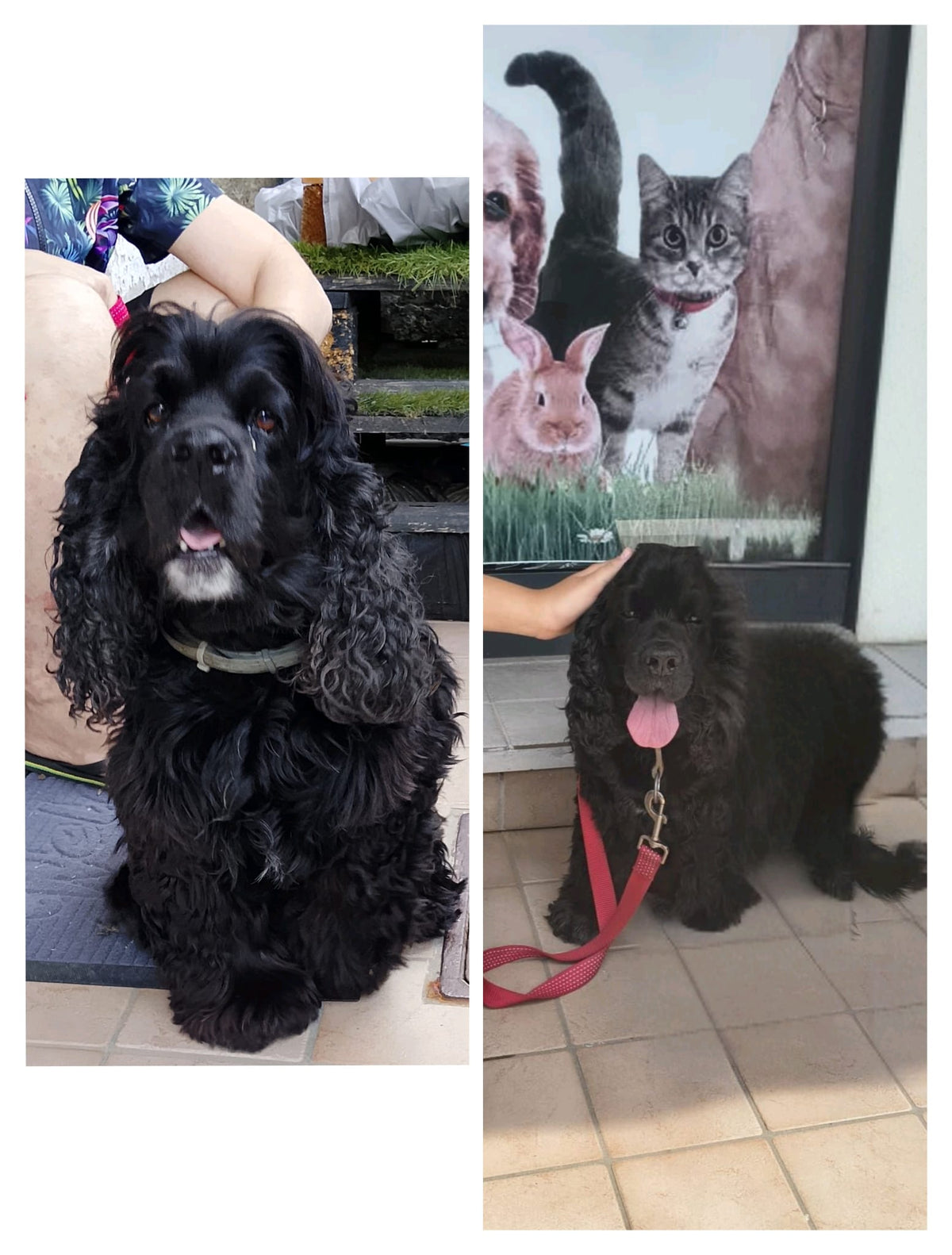 TOELETTATURA CANI SMALL MINI SERVIZIO ACCURATO